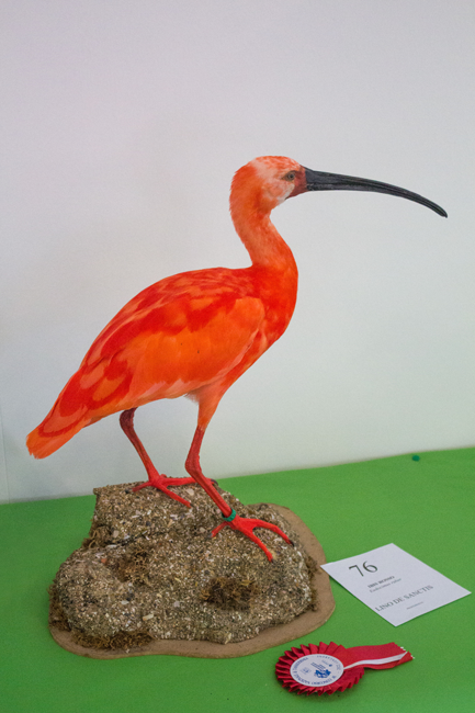 ibis rosso